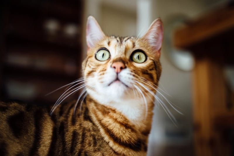 Bengal