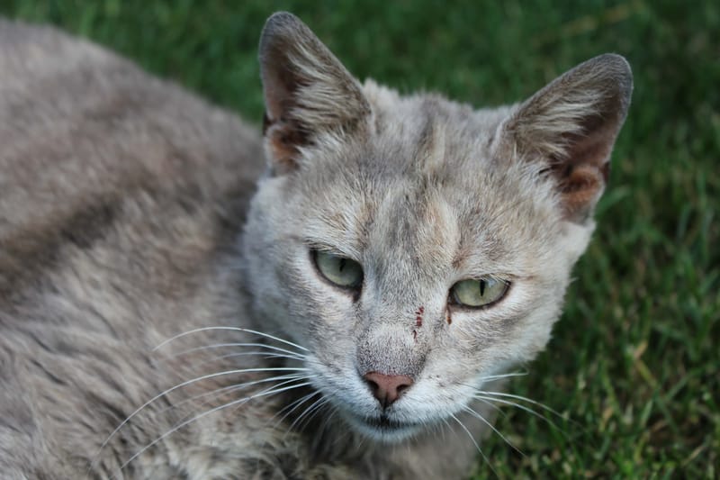 Europäisch Kurzhaar (Hauskatze)