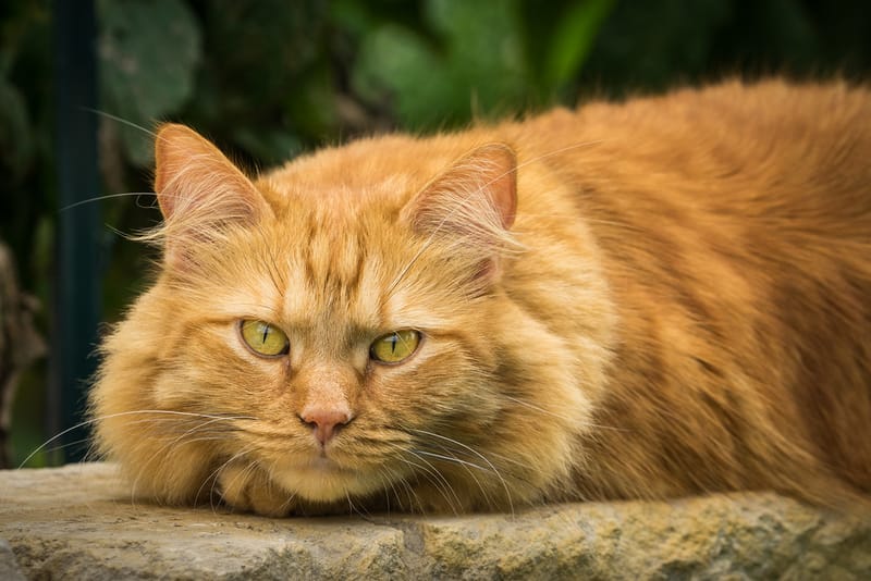 Maine Coon