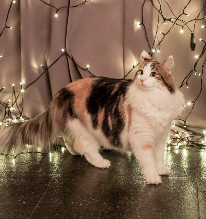 Norwegische Waldkatze