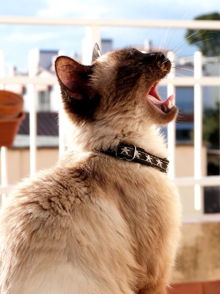 Siamkatze