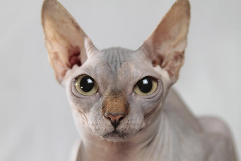 Sphynx