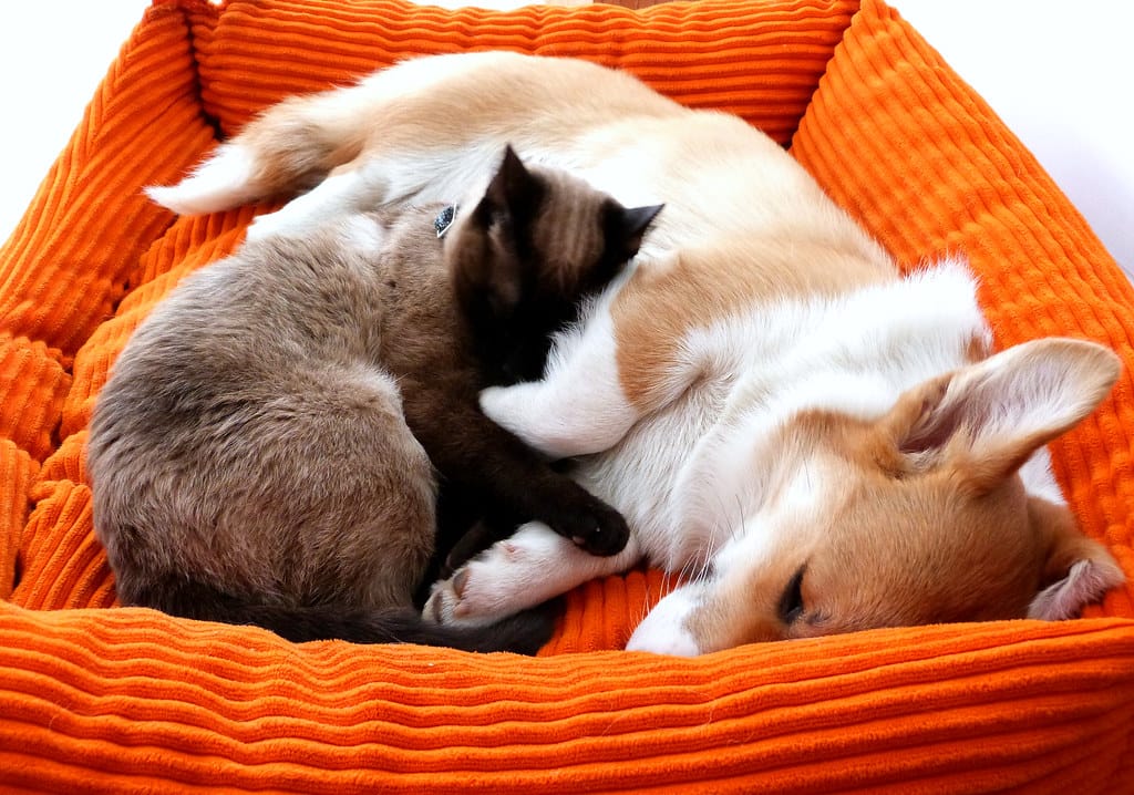 Hund und Katze aneinander gewöhnen: so klappt das Zusammenleben