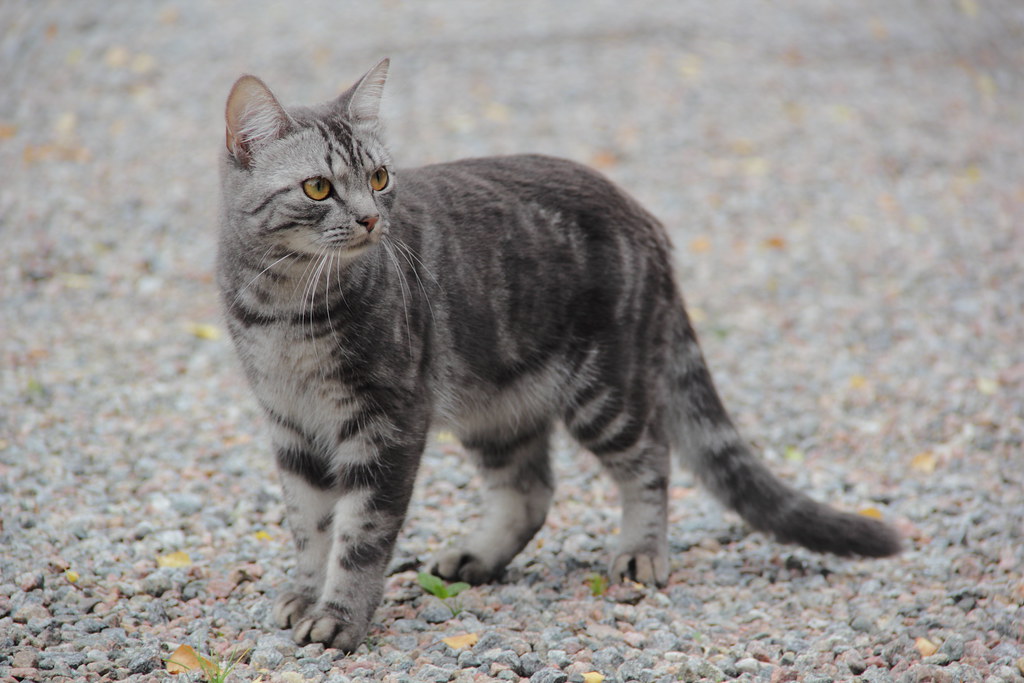 Katze miaut ständig: was dahintersteckt und was hilft